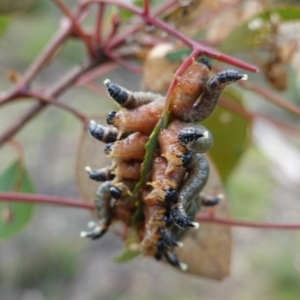 Pergagrapta sp. (genus) at Deakin, ACT - 15 Jul 2020