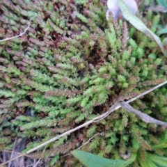 Crassula sieberiana (Austral Stonecrop) at Hughes, ACT - 6 Aug 2020 by JackyF