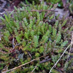 Crassula sieberiana at Hughes, ACT - 6 Aug 2020