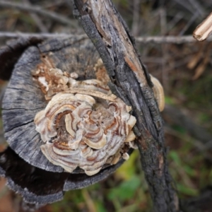 Trametes versicolor at Red Hill, ACT - 2 Aug 2020
