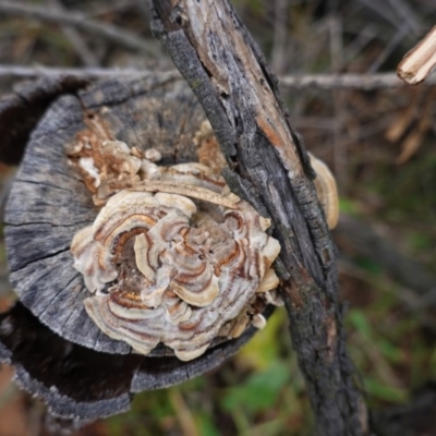 Trametes versicolor (Turkey Tail) at Red Hill Nature Reserve - 2 Aug 2020 by JackyF