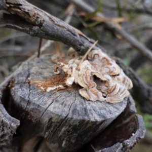 Trametes versicolor at Red Hill, ACT - 2 Aug 2020