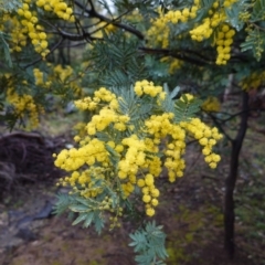 Acacia baileyana x Acacia dealbata (Cootamundra Wattle x Silver Wattle (Hybrid)) at Red Hill Nature Reserve - 8 Aug 2020 by JackyF