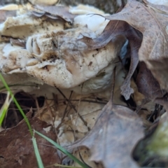 zz Polypore (shelf/hoof-like) at Lyneham, ACT - 31 Jul 2020 03:50 PM