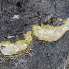 zz Polypore (shelf/hoof-like) at Lyneham, ACT - 31 Jul 2020