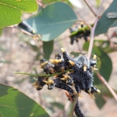 Perga sp. (genus) (Sawfly or Spitfire) at Hughes Grassy Woodland - 6 Aug 2020 by JackyF