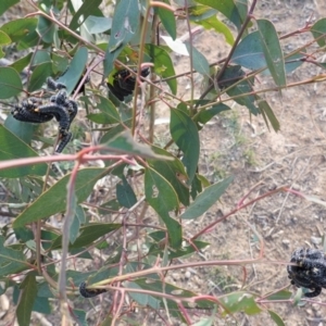 Perga sp. (genus) at Hughes, ACT - 6 Aug 2020