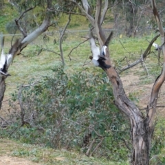 Chenonetta jubata (Australian Wood Duck) at Red Hill to Yarralumla Creek - 11 Jul 2020 by JackyF