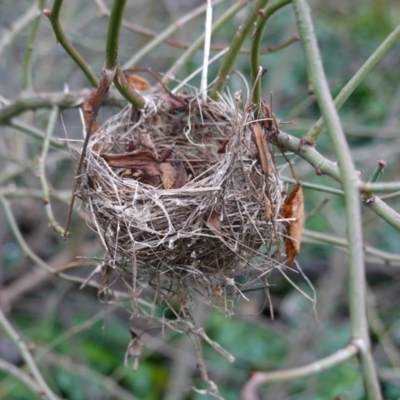 Unidentified Small (Robin, Finch, Thornbill etc) by JackyF