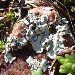 Parmeliaceae (family) (A lichen family) at Mulanggari Grasslands - 1 Aug 2020 by JanetRussell