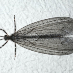 Myrmeleontidae (family) at Ainslie, ACT - 27 Nov 2019