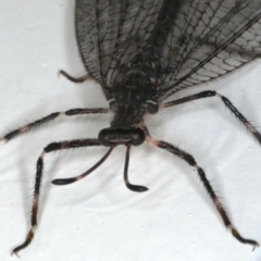 Mossega indecisa at Ainslie, ACT - 27 Nov 2019 11:06 PM