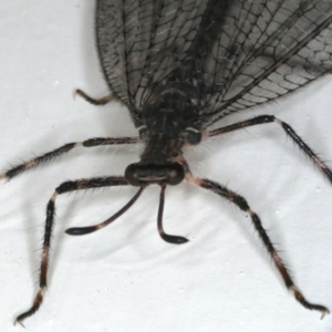 Myrmeleontidae (family) at Ainslie, ACT - 27 Nov 2019