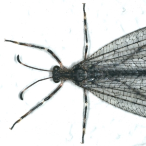 Mossega indecisa at Ainslie, ACT - 27 Nov 2019 11:06 PM