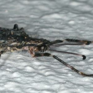 Mossega indecisa at Ainslie, ACT - 27 Nov 2019 11:06 PM
