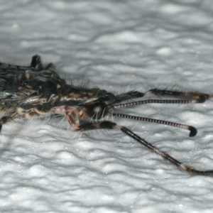 Myrmeleontidae (family) at Ainslie, ACT - 27 Nov 2019