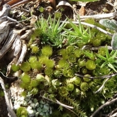 Bryaceae (family) (A moss) at Franklin, ACT - 1 Aug 2020 by JanetRussell