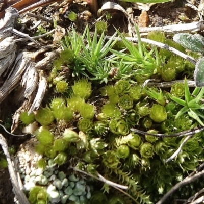 Bryaceae (family) (A moss) at Mulanggari Grasslands - 1 Aug 2020 by JanetRussell