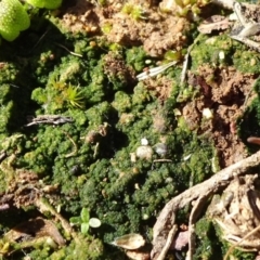 Alga / Cyanobacterium at Mulanggari Grasslands - 1 Aug 2020 by JanetRussell