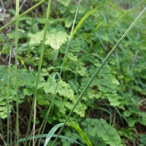 Adiantum aethiopicum at Hackett, ACT - suppressed