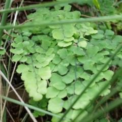 Adiantum aethiopicum at Hackett, ACT - suppressed