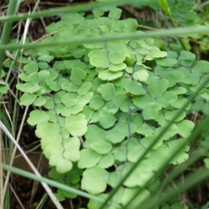 Adiantum aethiopicum at Hackett, ACT - suppressed