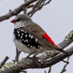 Stagonopleura guttata (Diamond Firetail) at Tennent, ACT - 8 Aug 2020 by JohnHurrell