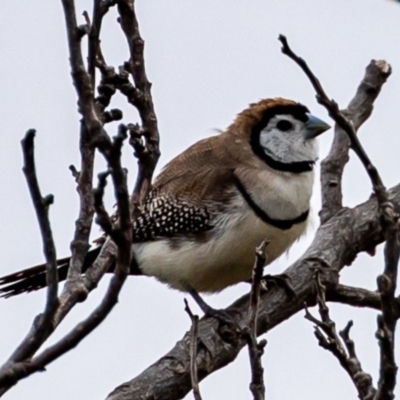 Stizoptera bichenovii (Double-barred Finch) at Tennent, ACT - 8 Aug 2020 by JohnHurrell