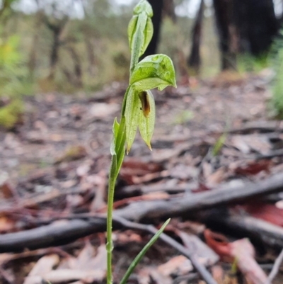 Bunochilus umbrinus (Broad-sepaled Leafy Greenhood) at Acton, ACT - 8 Aug 2020 by shoko