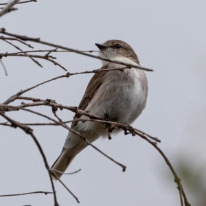 Microeca fascinans at Paddys River, ACT - 8 Aug 2020