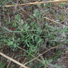 Vittadinia cuneata var. cuneata (Fuzzy New Holland Daisy) at Mulanggari Grasslands - 1 Aug 2020 by AndyRussell