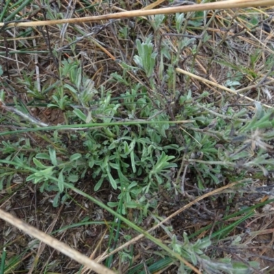 Vittadinia cuneata var. cuneata (Fuzzy New Holland Daisy) at Franklin, ACT - 1 Aug 2020 by AndyRussell