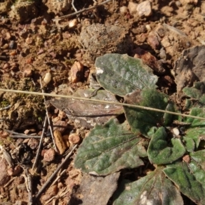 Cymbonotus sp. (preissianus or lawsonianus) at Franklin, ACT - 1 Aug 2020 01:04 PM