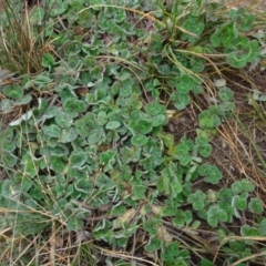 Trifolium subterraneum (Subterranean Clover) at Franklin, ACT - 1 Aug 2020 by AndyRussell