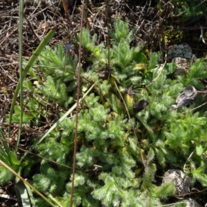 Leptorhynchos squamatus subsp. squamatus at Franklin, ACT - 1 Aug 2020