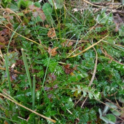 Acaena echinata (Sheeps Burr) at Mulanggari Grasslands - 1 Aug 2020 by AndyRussell