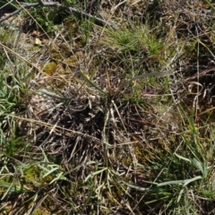 Bothriochloa macra (Red Grass, Red-leg Grass) at Franklin, ACT - 1 Aug 2020 by AndyRussell