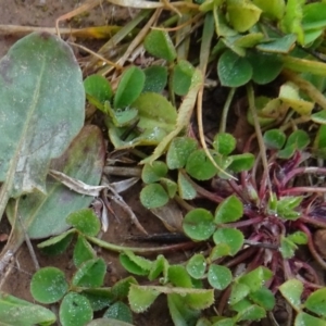 Medicago sp. at Franklin, ACT - 1 Aug 2020