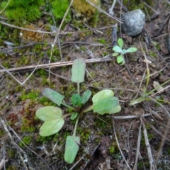 Rumex sp. (A Dock) at Mulanggari Grasslands - 1 Aug 2020 by AndyRussell