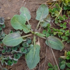 Rumex sp. at Franklin, ACT - 1 Aug 2020
