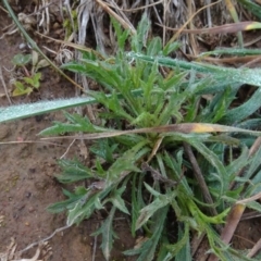 Vittadinia muelleri (Narrow-leafed New Holland Daisy) at Franklin, ACT - 1 Aug 2020 by AndyRussell