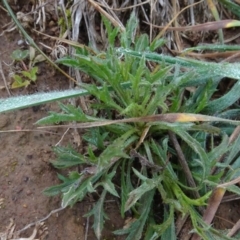 Vittadinia muelleri (Narrow-leafed New Holland Daisy) at Mulanggari Grasslands - 1 Aug 2020 by AndyRussell