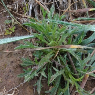 Vittadinia muelleri (Narrow-leafed New Holland Daisy) at Franklin, ACT - 1 Aug 2020 by AndyRussell
