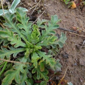 Papaver dubium at Franklin, ACT - 1 Aug 2020 11:06 AM