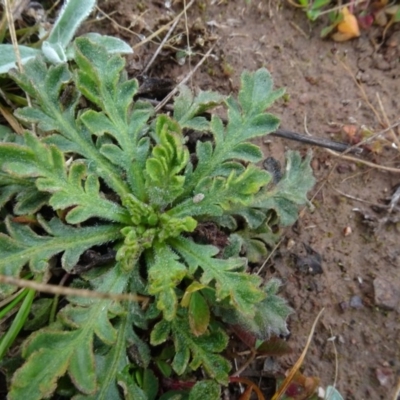 Papaver dubium (Longhead Poppy) at Franklin, ACT - 1 Aug 2020 by AndyRussell