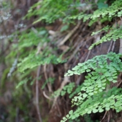 Adiantum aethiopicum (Common Maidenhair Fern) at Hackett, ACT - 14 Apr 2014 by AaronClausen