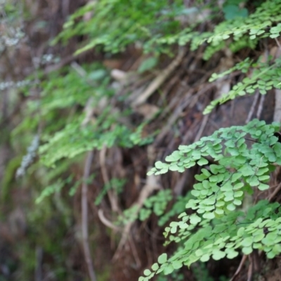 Adiantum aethiopicum (Common Maidenhair Fern) at Mount Majura - 14 Apr 2014 by AaronClausen