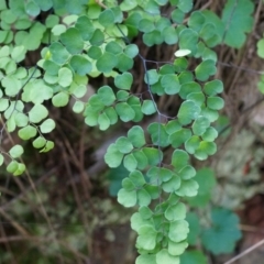 Adiantum aethiopicum at Hackett, ACT - suppressed