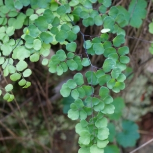 Adiantum aethiopicum at Hackett, ACT - suppressed