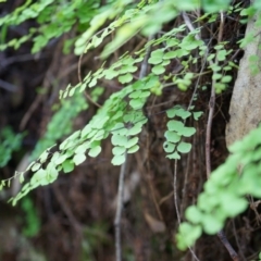 Adiantum aethiopicum at Hackett, ACT - suppressed